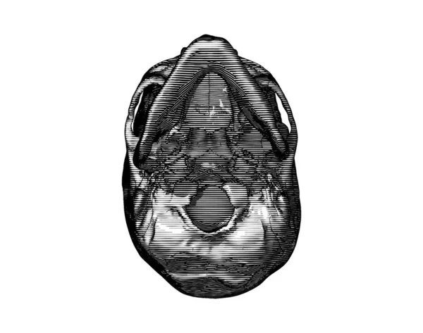 Monochromatyczne Czarny Vintage Grawerowane Rysunek Ludzka Czaszka Dno Widok Wektor — Wektor stockowy