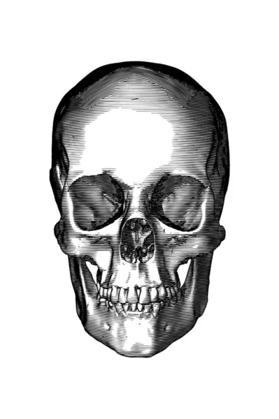 Монохромная Черная Винтажная Гравировка Рисунок Черепа Человека Закрывать Челюсть Фронтальный — стоковый вектор