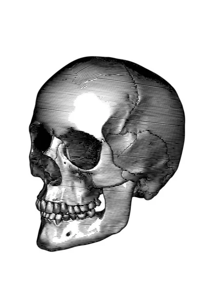 单色黑色古埃及雕刻画人头紧闭下巴透视暗影照明矢量生物学图解分离于白色背景 — 图库矢量图片