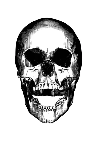 モノクロームブラックヴィンテージエングレービングドローイング恐ろしい人間の頭蓋骨オープン顎フロントビューベクトルイラスト白の背景に隔離 — ストックベクタ