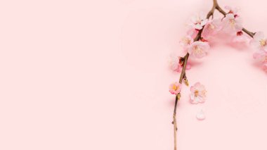 Pembe arka planda çiçek açan bahar çiçekleri, fotokopi alanını kapatıyorlar, çiçek dalları çiçek açıyor. Pastel pembe arka plan, narin çiçekler. İlkbahar konsepti.