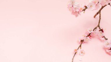 Pembe arka planda çiçek açan bahar çiçekleri, fotokopi alanını kapatıyorlar, çiçek dalları çiçek açıyor. Pastel pembe arka plan, narin çiçekler. İlkbahar konsepti.