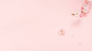 Pembe çiçekli bahar sınır arkaplanı. Pastel pembe arka plan, narin çiçekler. İlkbahar konsepti. Pembe arka planda güzel bir kiraz çiçeği dalı.