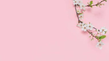 Beyaz çiçekli kiraz dalı. Beyaz çiçekli kiraz dalı ve pembe arka planda yeşil yapraklı yumuşak bir fotoğraf. Mesaj veya logo için yer. Düz yatıyordu. Bahar geldi..