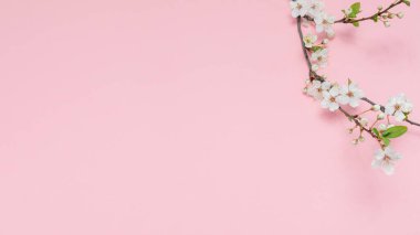 Beyaz çiçekli kiraz dalı. Beyaz çiçekli kiraz dalı ve pembe arka planda yeşil yapraklı yumuşak bir fotoğraf. Mesaj veya logo için yer. Düz yatıyordu. Bahar geldi..