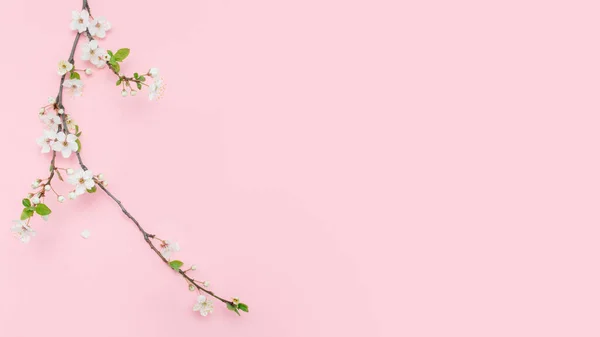 Beyaz çiçekli kiraz dalı. Beyaz çiçekli kiraz dalı ve pembe arka planda yeşil yapraklı yumuşak bir fotoğraf. Mesaj veya logo için yer. Düz yatıyordu. Bahar geldi..
