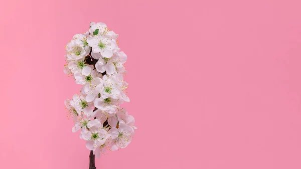 Bahar sınırı arka planında güzel beyaz çiçekli bir dal var. Pastel pembe arka plan, narin çiçekler. İlkbahar konsepti. Pembe arka planda güzel bir kiraz çiçeği dalı.