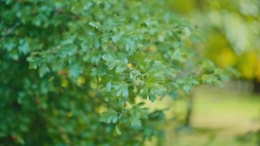 Güneşli havalarda ağaçların yeşil yaprakları