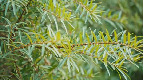 De groene bladeren van de bomen bij zonnig weer — Stockvideo