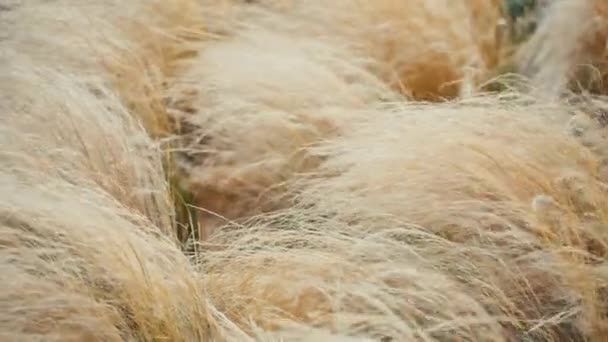 Herbe jaune sèche par temps ensoleillé — Video