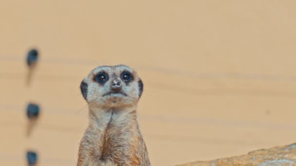 Gopher i soligt väder — Stockvideo