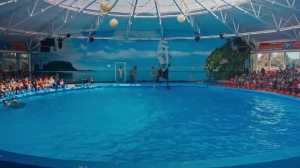 Golfinhos se apresentam no Dolphinarium — Vídeo de Stock