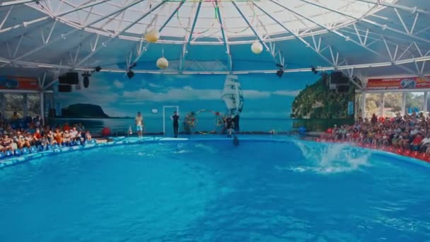 Delfine treten im Delfinarium auf — Stockvideo