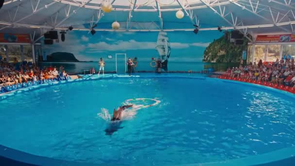 Dolphins perform at the Dolphinarium — Stock Video