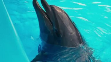 Yunuslar Dolphinarium gerçekleştirmek