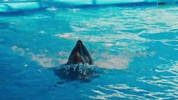 Дельфины выступают в дельфинарии — стоковое видео