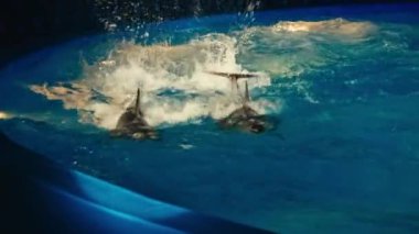 Dolphinarium yunuslar, gece gösteri