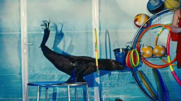 Seal performs at the Dolphinarium, night show — Stock Video