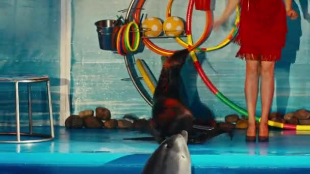 Selo executa no Dolphinarium, show noturno — Vídeo de Stock