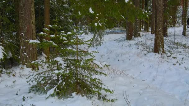 O pequeno abeto na floresta sob a neve — Vídeo de Stock