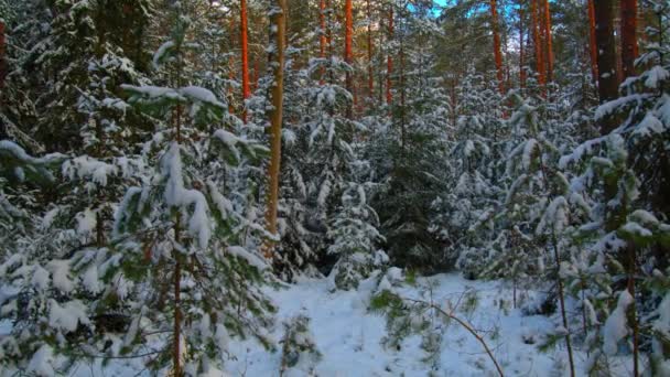 Foresta invernale, abete rosso nella neve con tempo soleggiato — Video Stock