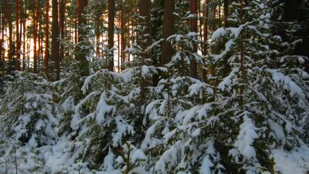 Winter forest, spruce i snön i soligt väder — Stockvideo