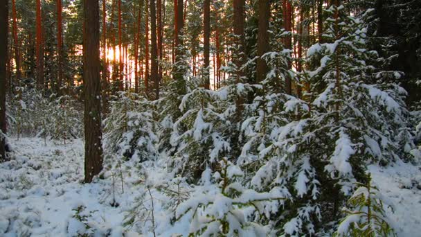 Bosque de invierno, abeto en la nieve en tiempo soleado — Vídeo de stock