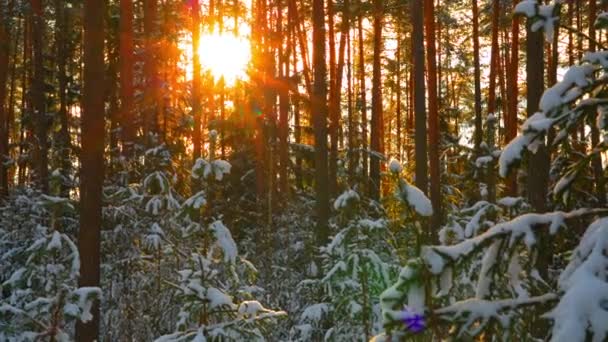Solen i vackra vinter snöig skog — Stockvideo