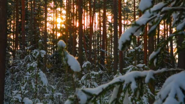 Sol na bela floresta nevada de inverno — Vídeo de Stock