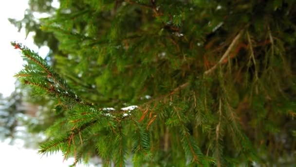 Snow on green spruce branch — Stock Video