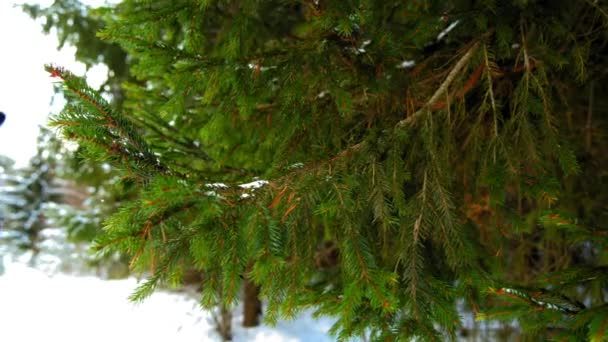 Neve su ramo di abete rosso verde — Video Stock