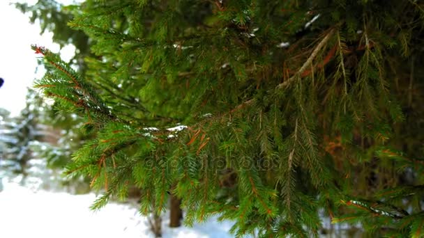 Снег на зеленой елке — стоковое видео