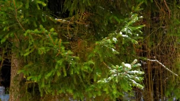 Schnee auf grünem Fichtenzweig — Stockvideo