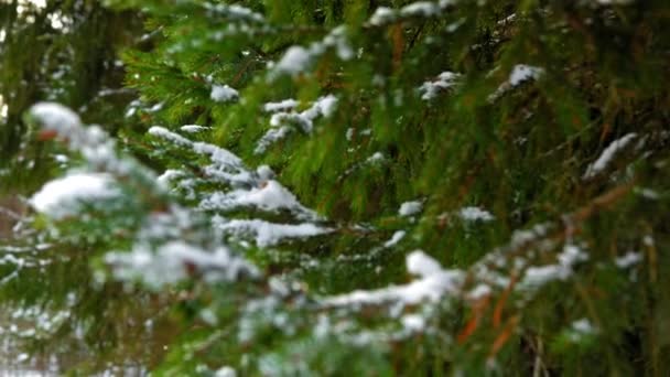 Snö på grön gran gren — Stockvideo