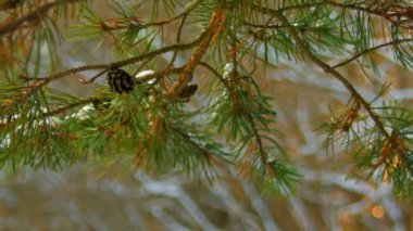 Kış ormandaki koni ile çam dalı