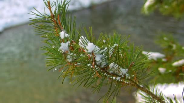 Neige sur branche d'épinette verte — Video