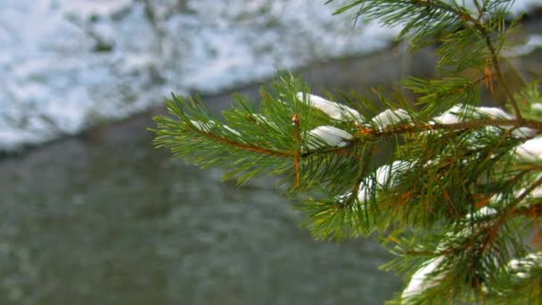 Snow on green spruce branch — Stock Video