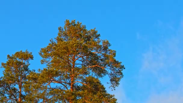 Красивая ель с конусами на голубом фоне неба — стоковое видео