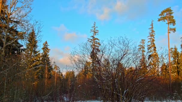 Vackra Gran med kottar på blå himmel bakgrund — Stockvideo