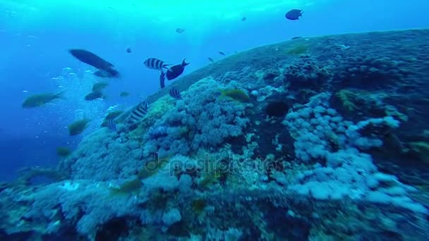 Diving in the red sea. — Stock Video