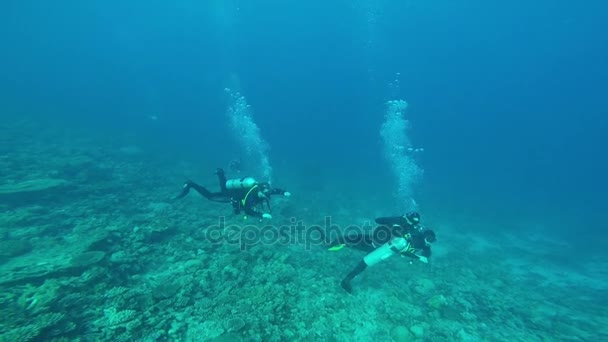 水中ダイバーのグループ、紅海でのダイビング — ストック動画