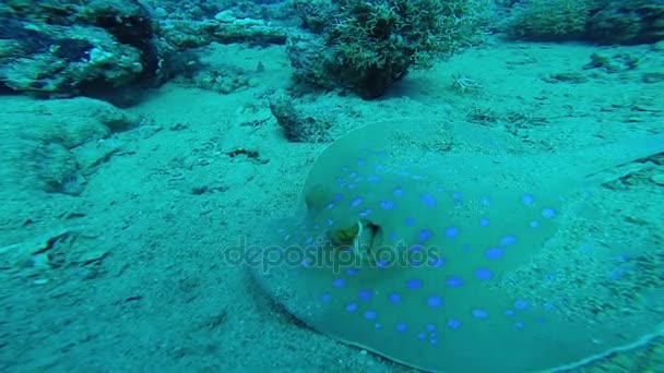 Buceo en el Mar Rojo. — Vídeo de stock