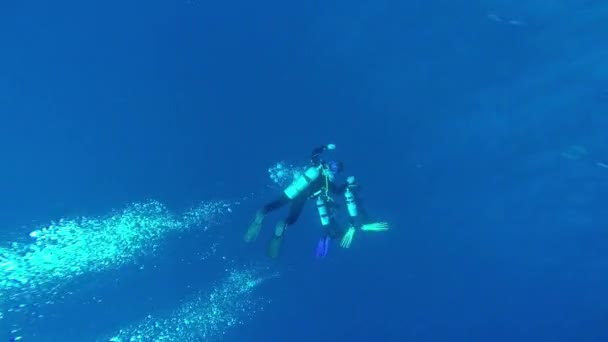 Buceo en el mar rojo un grupo de buceadores sumergidos — Vídeo de stock