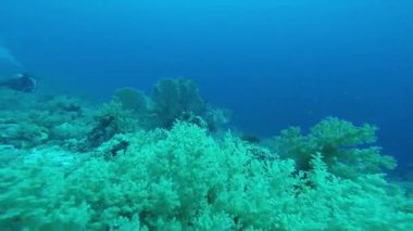 Kızıl Deniz 'e dalmak.