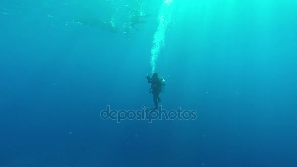 Buceo en el mar rojo un grupo de buceadores sumergidos — Vídeos de Stock