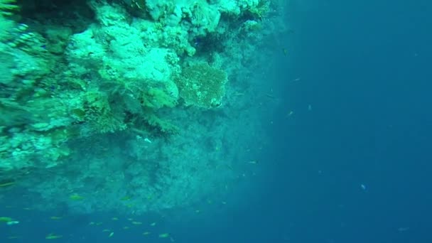 Potápění v Rudém moři. — Stock video
