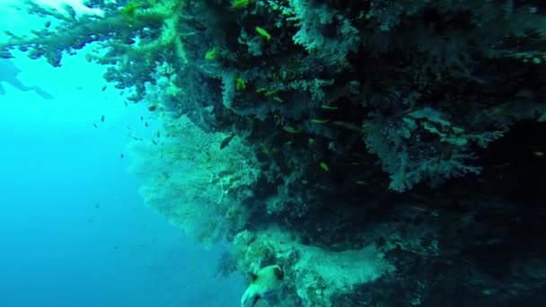 Dykning i Röda havet. — Stockvideo