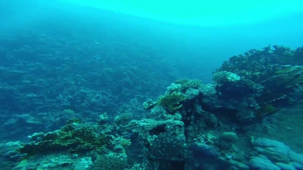 Plongée dans la mer Rouge un groupe de plongeurs immergés — Video