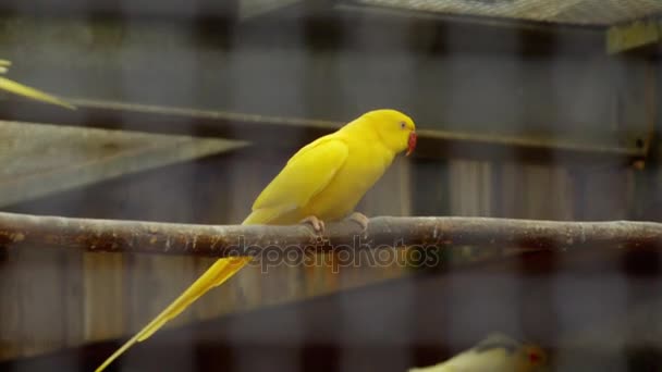 Parrots in a cage play — Stock Video