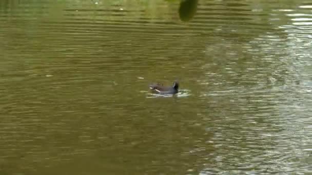 Canard, Drake et canetons nageant dans l'eau — Video